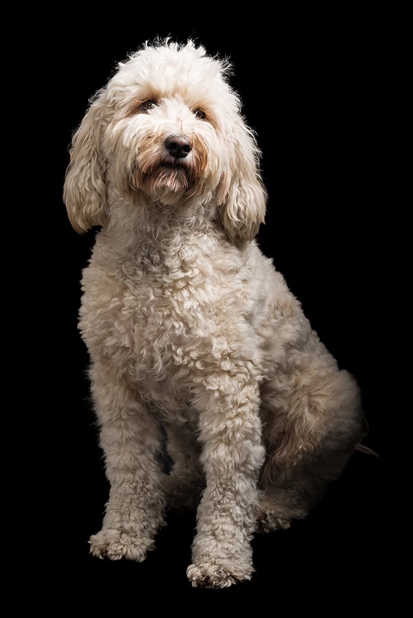 Portrait von Bürohund Kira